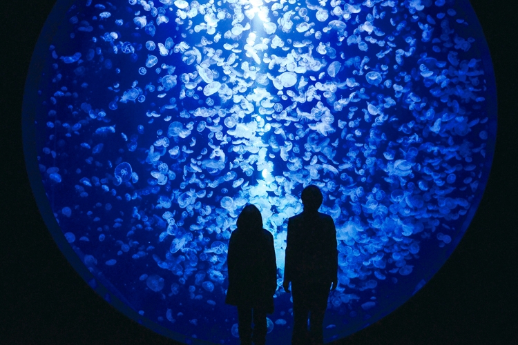 加茂水族館